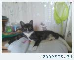 котик-кот