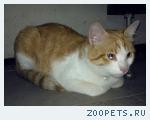 Найден кот! Бело-рыжий в коричневом ошейнике!