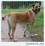 собака