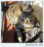 Кот кастрированный. 4 года.