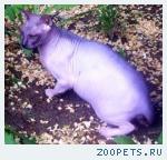 Пропал кот сфинкс