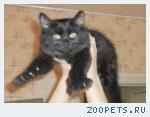 кошка