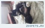 Кот ,сибирский 