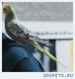 Попугай