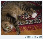 найден кот