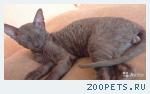 Кот, корниш-рекс