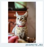 кошка