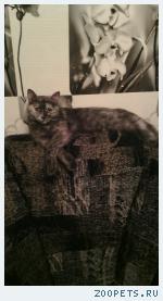 Кошка