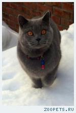 Кот Британец