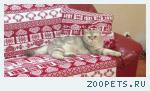 Кот,Британец