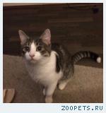 Кот. без породы