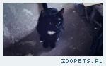 кот метис