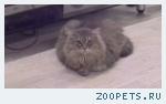 Кот , сибирская порода