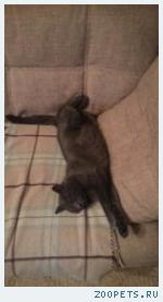 Кошка
