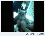 Котенок