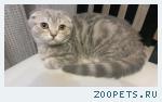 котик