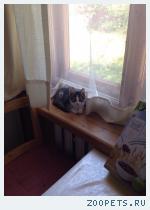 Котёнок 4 мес
