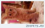 Котёнок