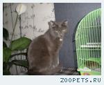 Пропал кот