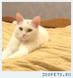 кошечка беленькая