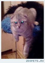 котенок