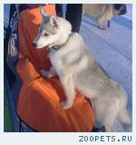щенок Хаски