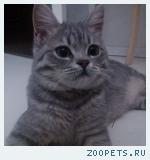 Кошечка