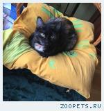 Кошка 9 мес 