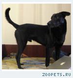 Собака,дворняжка
