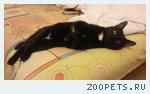 Кот. Домашний