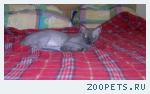 сфинкс.кот