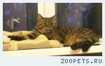 Кот Степа