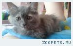 Котенок