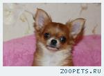 Девочка чихуахуа