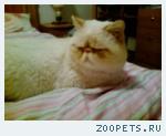 Кот, перс-экзот.