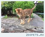 кот, Бенгальской породы