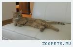 Кот, метис, рыжий.