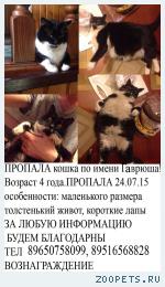 кошка по имени Гаврюша