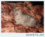 кот Маркиз