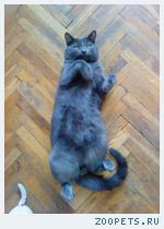 Кот, порода Русский голубой