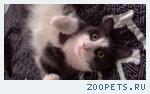 Кот Бася