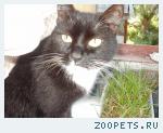 кошка породы не знаю она из берёзовска