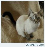 Метис тайской кошечки