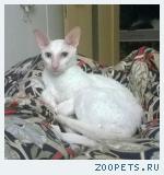 Белый кот корниш рекс