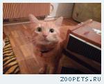 РЫЖИЙ КОТ