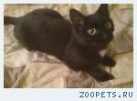 Пропал черный кот.