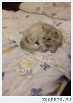 Кот(Самец)