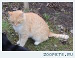 Ищу рыжего кота с коротким хвостом (рыжий с белым)