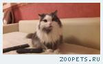 Кот Маркус, Перс