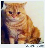 Пропал кот